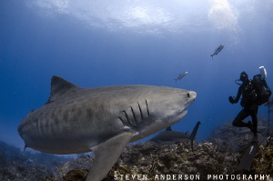 Emma the World Famous Tiger Shark appears over one of the... by Steven Anderson 